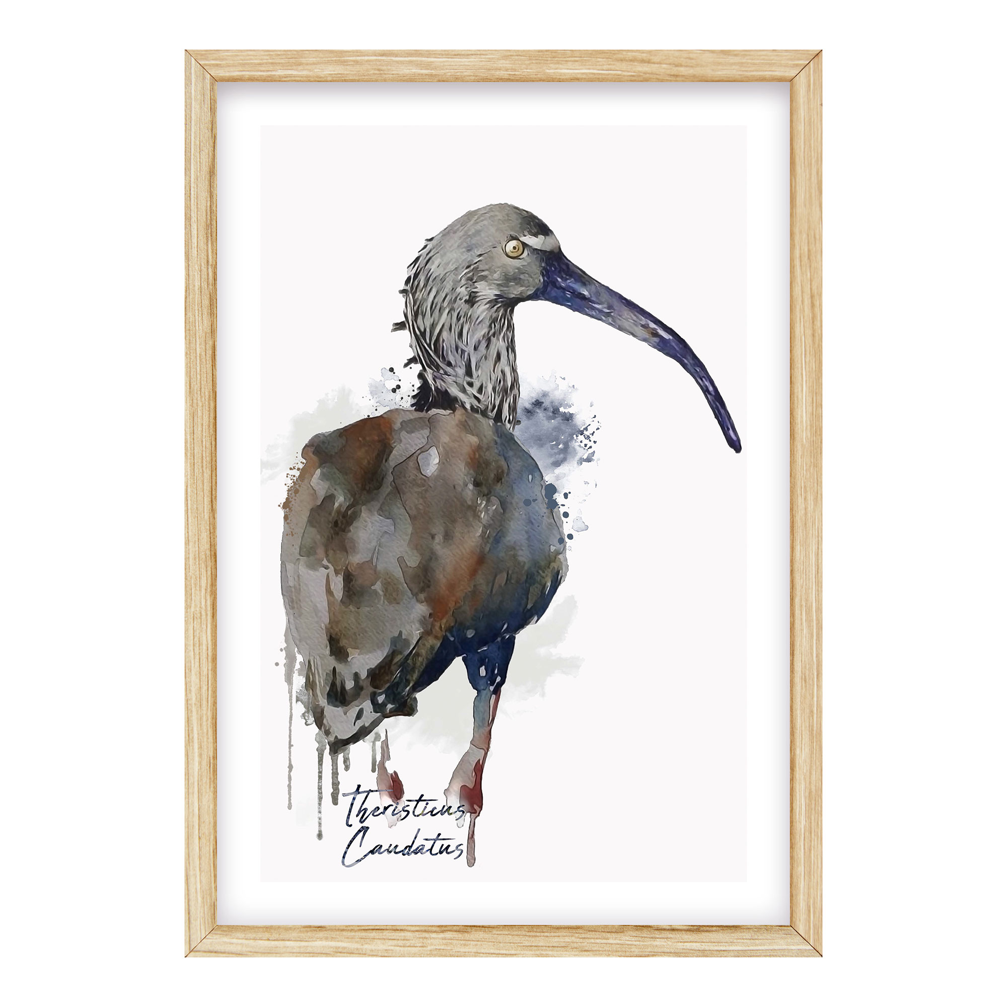 Cuadro Bandurria 30x40 cm