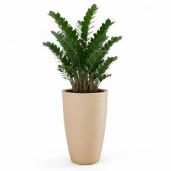 Maceta 33x65Cm Salerno Beige