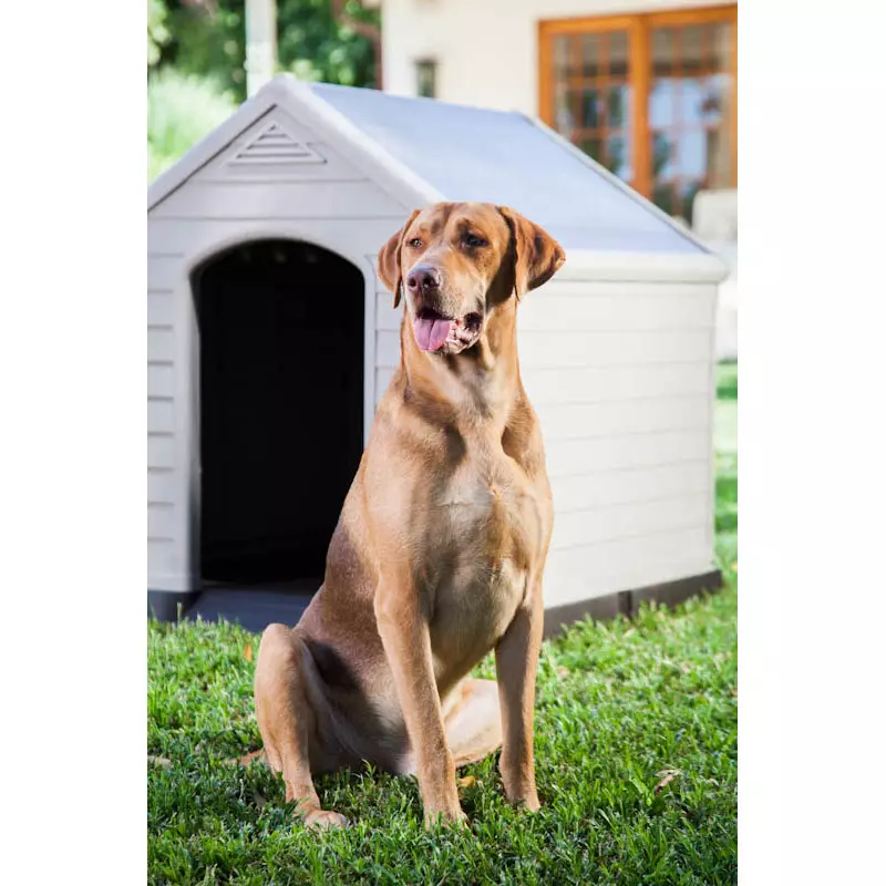Curver – Caseta de Perro exterior de resina, para perros grandes y